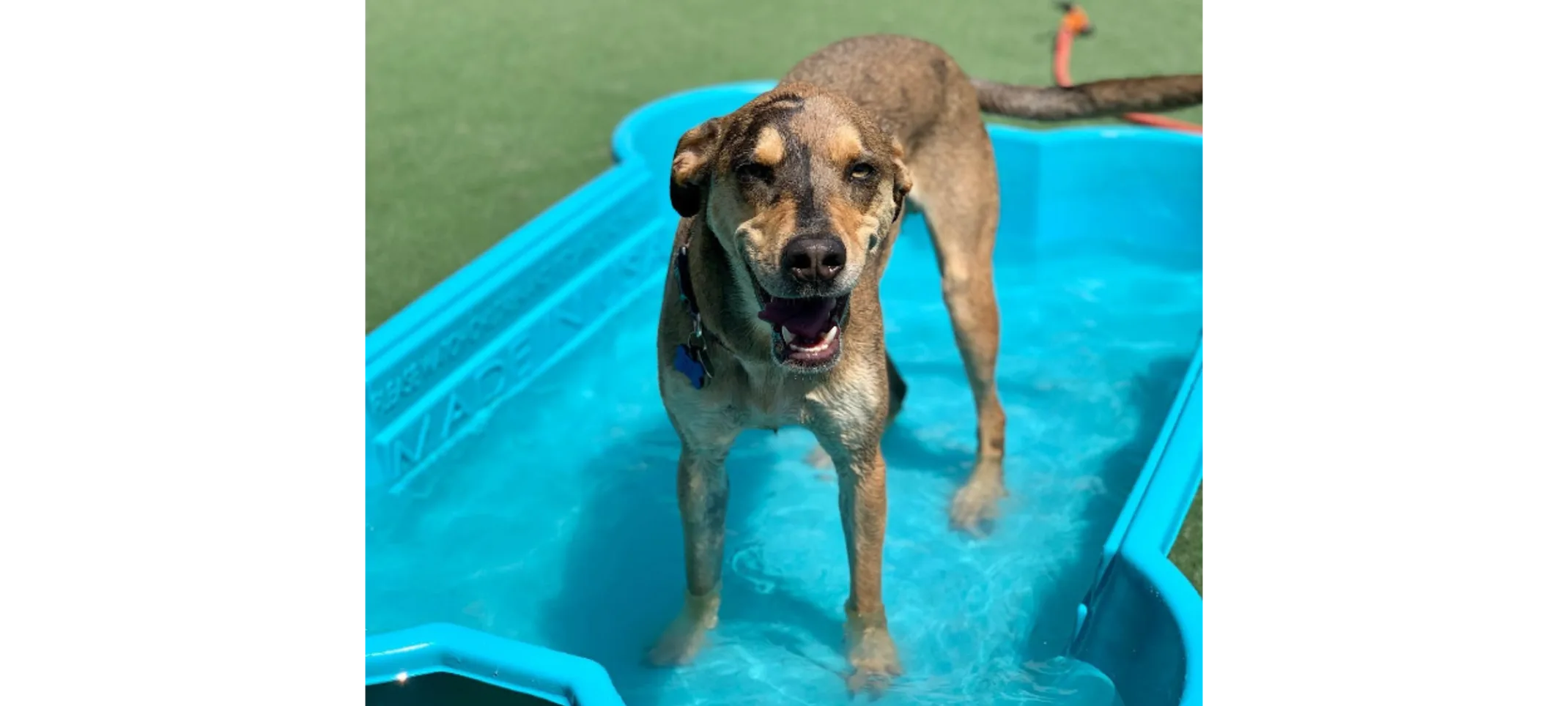Light Brown Dog Standing In Kiddie Pool
